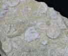Wide Fossil Sea Urchin Mass Mortality Plate - Morocco #31475-1